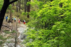 Image result for Aspen Green 2003 Escape