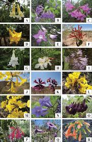 Image result for Bignoniaceae