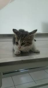Ucretsiz Sahiplendirme 45 Gunluk Kedi Anatomi Veteriner Klinigi Facebook
