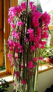 Buy seeds onine in australia. Zobacz Watek Skromna Kolekcja Michala Passiflory I Inne Orchid Cactus Hanging Orchid Cactus Flower