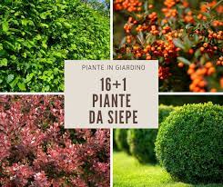 Il sole diretto fa ingiallire le foglie, sebbene richieda una buona fonte di luce. 17 Piante Da Siepe Giardinaggio Fiori Animali E Centinaia Di Articoli Passo Passo