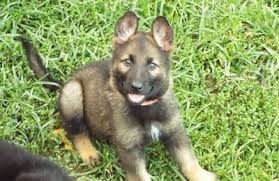 We strive to select the perfect families and homes for our puppies and dogs: Sable German Shepherd Puppies For Sale In Michigan