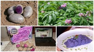Cultivarea Cartofilor Mov Una Dintre Cele Mai Profitabile Afaceri Agricole Din Romania CasÄƒ Si Familie Plante Eva Ro