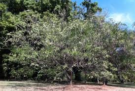 Image result for Millettia dura