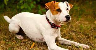 She is a mixed medium sized breed the result of breeding the jack russell terrier with the rat terrier. Rat Terrier Jack Russell Mix