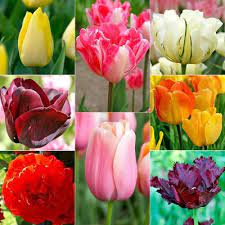 Get ftd® flower delivery today! Tulip Flower Bulbs Garden Flowers The Home Depot
