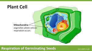 Cellular respiration is a critical function by which cells release energy for various cellular activities like locomotion, biosynthesis, and even the transportation. Ppt Mitochondria Powerpoint Presentation Free Download Id 1545698