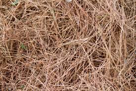 Cleanstraw long leaf pine needles. Pine Needles In Compost Are Pine Needles Bad For Compost