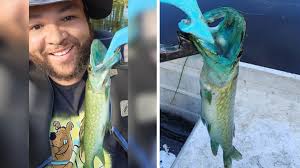 Man catches rare blue fish with 'wild mutation' in Virginia pond