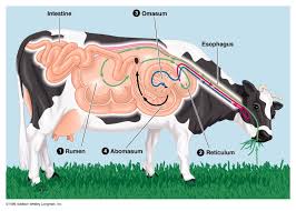 Ruminant Digestion