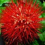 Image result for Combretum constrictum
