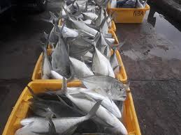 Tips memancing ikan kakap putih (baramundi) agar hasilnya maksimal. Ikan Putih Bosku Ikan Segar Semporna Facebook