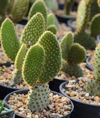 Cinnamon bunny ear, i believe. Opuntia Microdasys Subsp Rufida Cinnamon Bunny Ears Dummer Garden Manage Gfinger Es La App De Jardineria Mas Profesional