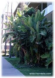 Giant Bird Of Paradise Palm Pin On Sterlitzias