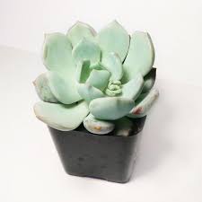 Graptoveria Moonglow Succulents Echeveria Succulent Gifts