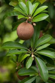 Image result for Manilkara sansibarensis