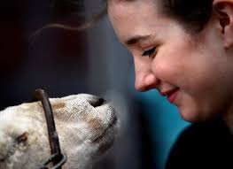 Primping "Wooliam": Sheep looking sharp for San Angelo stock show
