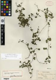 Image result for Rhynchosia procurrens