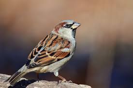 Birds Of Western New York State House Sparrow Indiana Audubon Society Backyard Birds Bird Photo House Sparrow