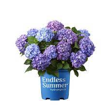 Endless Summer 3 58 Gallon Multicolor Bloomstruck Hydrangea Flowering Shrub In Pot Lowes Com In 2020 Hydrangea Bloom Endless Summer Hydrangea Summer Hydrangeas