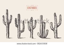 Here are some fun tidbits you need to know about these spiny, bulbous green plants Cactus Drawing At Getdrawings Free Download