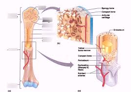The diaphysis is the hollow, tubular shaft that runs between the proximal and distal ends of the bone. Long Bone Diagram Diagram Quizlet