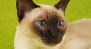 Tonkinese Cat A Complete Guide To This Unusual Breed