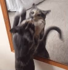 A Diluted Calico Reflection Cat Gif Cat Memes Funny Cat Videos