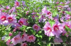 Image result for Hibiscus syriacus Violet Clair Double