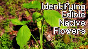 Edible wild flowers in ohio. Identifying Spring Wildflowers Foraging For Edible And Bushcraft Native Plants In The Eastern Us Youtube
