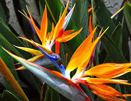 How To Overwinter Bird Of Paradise Plants The Garden Of Eaden Birds Of Paradise Plant Birds Of Paradise Flower Paradise Plant