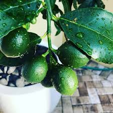 Le Citronnier Entretien Arrosage Exposition Quandarrosermaplante