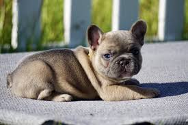 Black And Tan Frenchie Cost Mama June Blue Fawn Frenchieforsale Frenchie4sale Frenchbulldogforsale Frenchbulldog Frenchie French Bulldog Puppies French Bulldog Merle French Bulldog