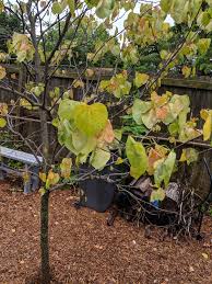 If i leave them, they'll crowd out the dogwoods, maples, grancy graybeard, mayhaw, buckeyes, alabama crotons, serviceberry, fothergilla, pawpaws, beautyberry, and other native plants. Help My Redbud Is Dying Gardening