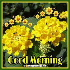 Good morning yellow rose day. 20 Beautiful Good Morning Lantana Flower Images Morning Greetings Morning Quotes And Wishes Images