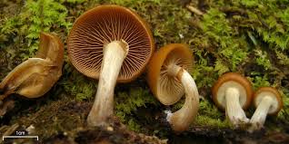 If you know what a mushroom looks like, but not know it's id, you can use this the mushrooms are grouped by family, so closely related mushrooms are listed together. Pacific Northwest Poisonous Mushrooms 5 Species To Avoid