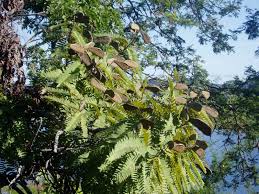 Image result for Brachystegia boehmii