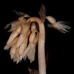 Image result for Epipogium roseum