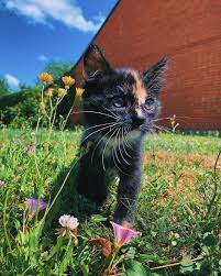 The more visual information you give to pl@ntnet about the plant you are observing, the more accurate the identification will be. My Little Linette Aww