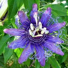 Passiflora Incarnata Maypop Passion Flower Passiflora Purple Passion Flower