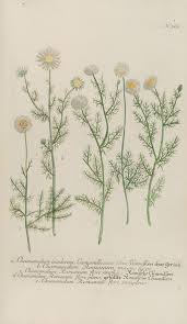 Image result for Pittosporum abyssinicum