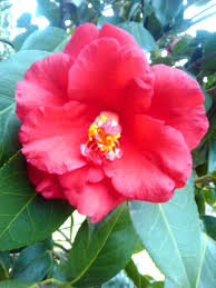 Pin On Camellia