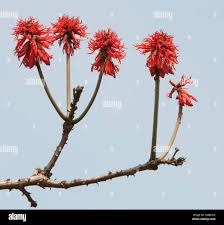 Image result for Erythrina abyssinica