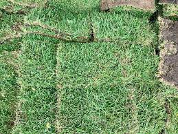 St Augustine Grass For Sale Houston Tx Sod Delivery 77099