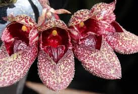 Image result for Bulbophyllum elliotii