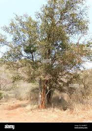 Image result for Balanites maughamii