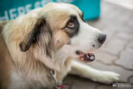 If your dog's stomach is bloated, or if they're anxious, pacing, or repeatedly trying to vomit with no luck — or with just a bunch of saliva coming back up — they are likely suffering from gastric dilatation and volvulus (gdv), also known as stomach torsion, or dog bloat.. 16 Dogs Of Crankworx Whistler Pinkbike