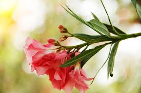 Zum muttertag oder vatertag, zum geburtstag oder wann immer glückwünsche vonnöten sind. Oleander Pflege Optimale Blute Durch Optimale Lebensbedingungen