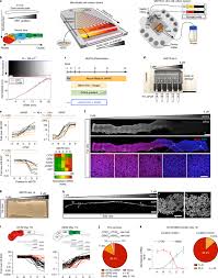 It means we handover the rrsponsibility (control )to the container to get instance of object is called inversion of control., means instead of you are. Modeling Neural Tube Development By Differentiation Of Human Embryonic Stem Cells In A Microfluidic Wnt Gradient Nature Biotechnology