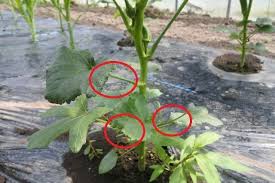 ばさわの家庭菜園ブログ オクラの葉欠き 下葉取り の方法